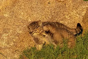 Pallas: PALLAS CAT OR MANUL