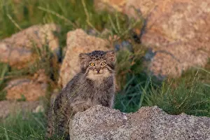 Pallas: PALLAS CAT OR MANUL