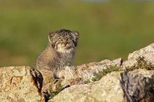 Pallas: PALLAS CAT OR MANUL
