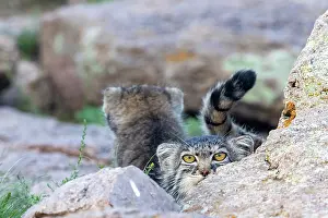 Pallas: PALLAS CAT OR MANUL