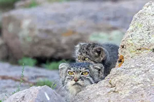 Pallas: PALLAS CAT OR MANUL
