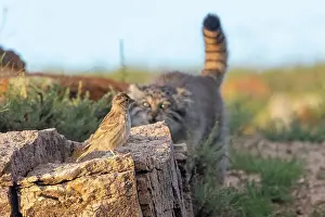 Stalking: PALLAS CAT OR MANUL