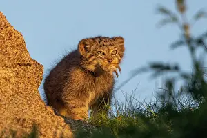 Pallas: PALLAS CAT OR MANUL