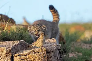 Stalking: PALLAS CAT OR MANUL