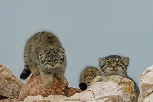 Pallas: PALLAS CAT OR MANUL