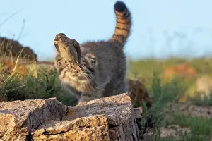 Stalking: PALLAS CAT OR MANUL