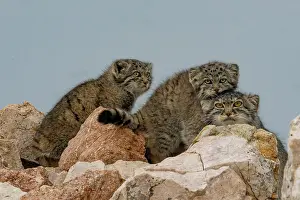 Pallas: PALLAS CAT OR MANUL