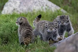 Pallas: PALLAS CAT OR MANUL