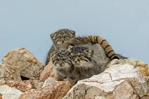 Pallas: PALLAS CAT OR MANUL