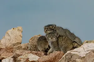 Pallas: PALLAS CAT OR MANUL