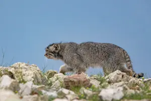 Pallas: PALLAS CAT OR MANUL
