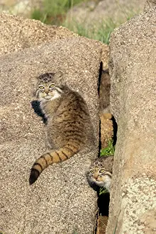 Pallas: PALLAS CAT OR MANUL