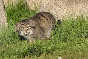 Pallas: PALLAS CAT OR MANUL