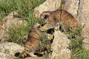 Pallas: PALLAS CAT OR MANUL
