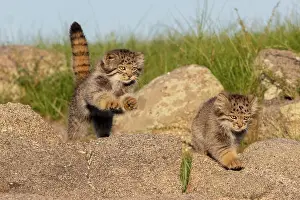 Pallas: PALLAS CAT OR MANUL