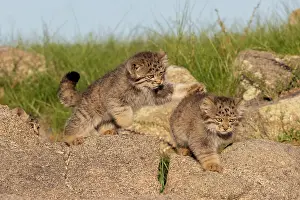 Pallas: PALLAS CAT OR MANUL