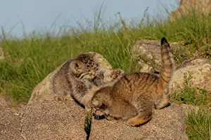 Pallas: PALLAS CAT OR MANUL