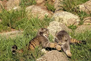 Pallas: PALLAS CAT OR MANUL