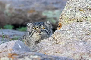 Pallas: PALLAS CAT OR MANUL