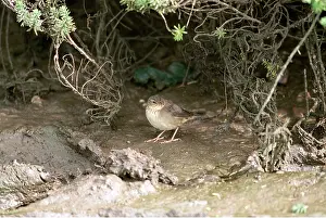 Lee Reszeter: Pallas Grasshopper Warbler