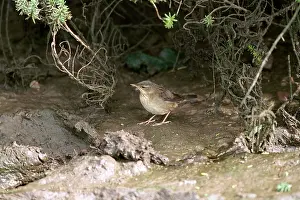 Grasshopper: Pallas Grasshopper Warbler