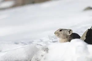 Pika: PALLAS PIKA