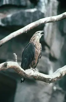 Vocalizing: Pallas Sea Eagle Calling