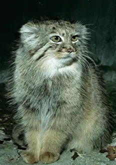Pallass: PALLASI CAT - sitting