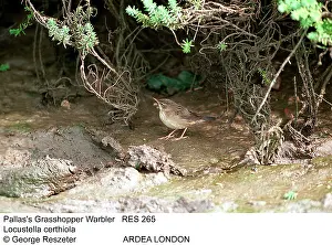 Locustella: PALLASI GRASSHOPPER WARBLER