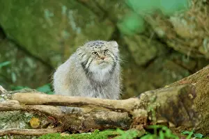 Otocolobus: Pallass cat (Otocolobus manul), captive