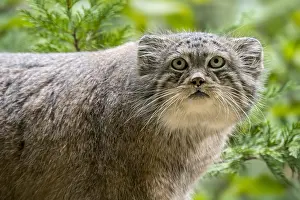 Cover: Pallas's cat (Otocolobus manul), manul wild cat