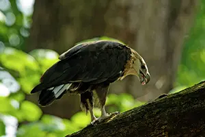 Pallass: Pallas's Fish Eagle with fish prey