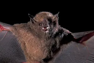 Tongued: Pallas's Long-tongued Bat