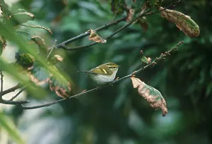 Scilly: Pallas's / PallasIs Leaf Warbler - October