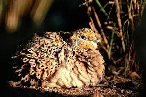 Paradoxus: Pallas's Sandgrouse - female