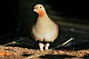 Paradoxus: Pallas's Sandgrouse - male