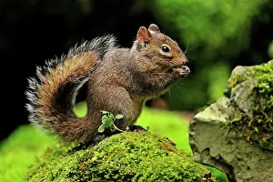 Pallass: Pallas's Squirrel / Red-bellied Tree Squirrel