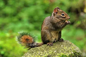 Pallass: Pallas's Squirrel / Red-bellied Tree Squirrel