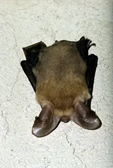 Pallidus: PALLID BAT