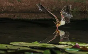Ken Archer: Pallid bat comes into a small pond for a drink
