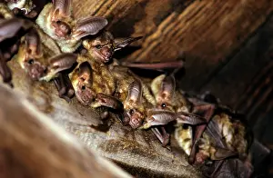 Pallidus: PALLID BATS - C/U OF COLONY