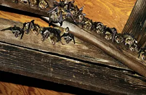 Pallidus: PALLID BATS - COLONY IN ROOF