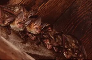 Bats: PALLID BATS - group roosting