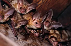 Pallidus: Pallid BATS - roosting in roof space