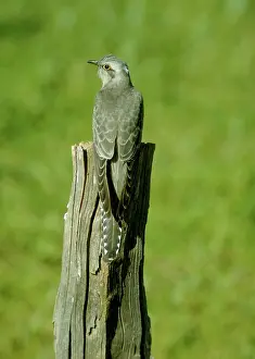 Pallidus: Pallid Cuckoo