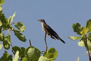 Pallidus: Pallid Cuckoo