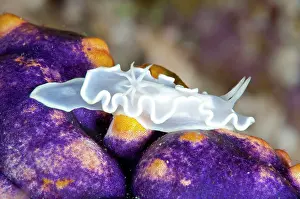 Gill: Pallid Glossodoris Nudibranch