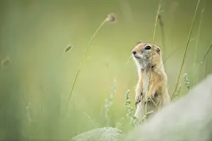Vertebre: Pallid ground squirrel (Spermophilus pallidicauda)