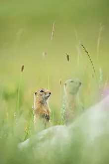 Vertebre: Pallid ground squirrel (Spermophilus pallidicauda)
