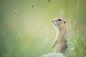 Vertebre: Pallid ground squirrel (Spermophilus pallidicauda)
